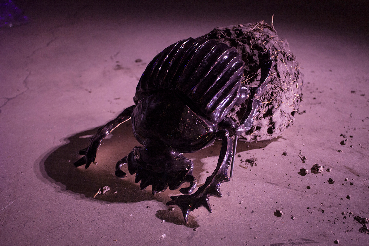 Scarabaeus laticollis, vue d’exposition There is no reason to be afraid